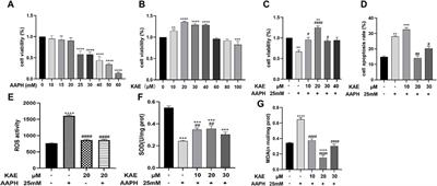 Identification of active compounds in Vernonia anthelmintica (L.) willd by targeted metabolome MRM and kaempferol promotes HaCaT cell proliferation and reduces oxidative stress